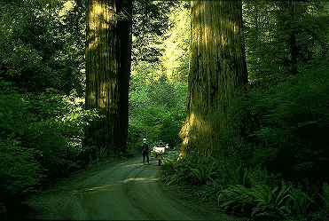 Reedwood Wald in Oregon