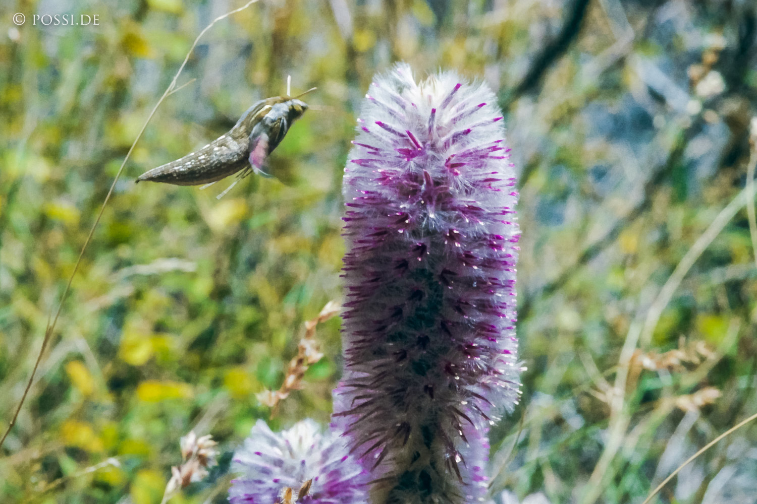 070710-0343.jpg
