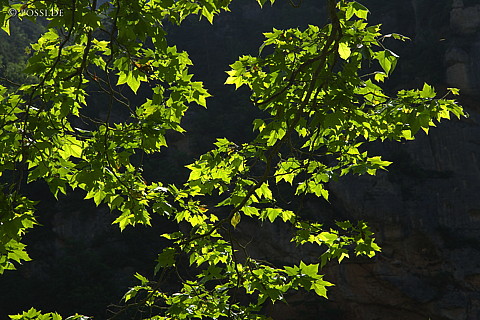 070613-8085.jpg