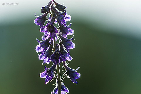 180726-1035.jpg