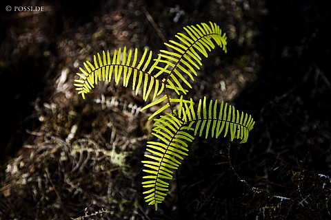 090127-4544.jpg