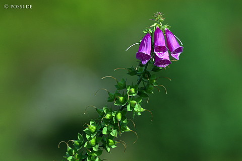 040817-531.jpg