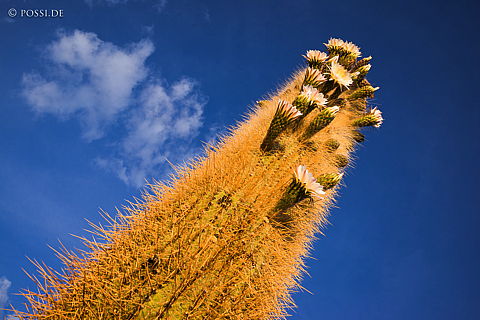 141122-2868.jpg