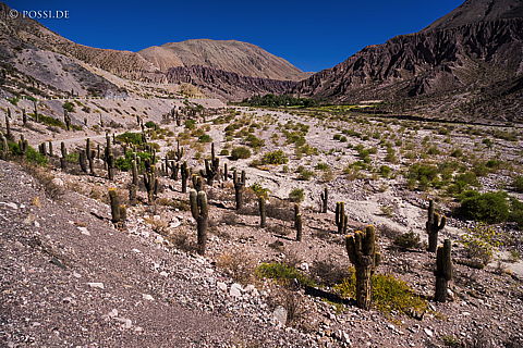 141130-3896.jpg