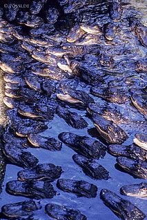 061109-0163.jpg