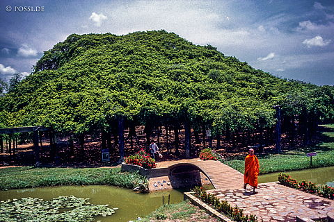 dia0439.jpg